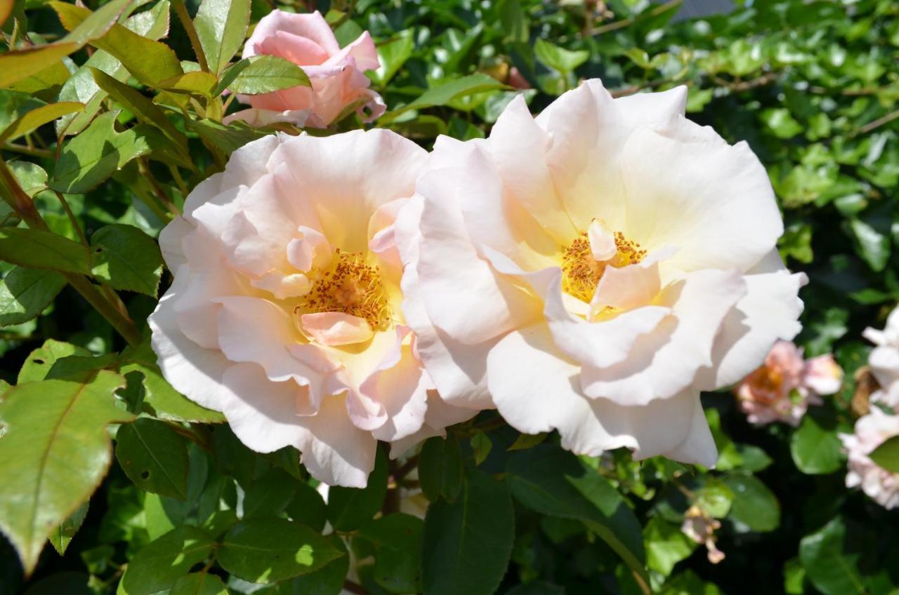 B&B “De Boerlarij” Ruinerwold エクステリア 写真